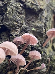 Mycena meliigena