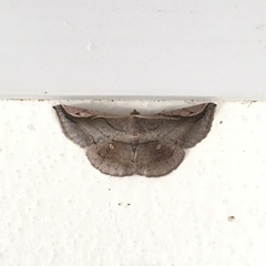 Bagodares rectisignaria