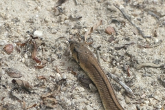 Zamenis scalaris
