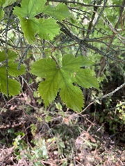 Vitis vinifera