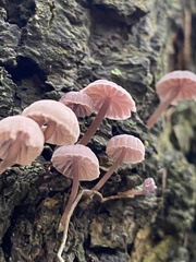 Mycena meliigena
