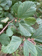 Hamamelis