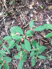 Rauvolfia tetraphylla