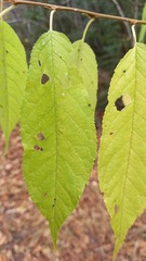 Magnoliopsida