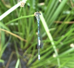 Coenagrion johanssoni
