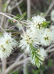 Melaleuca ericifolia