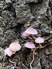 Mycena meliigena