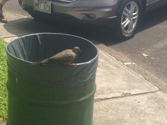 Streptopelia chinensis