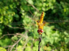 Urothemis signata