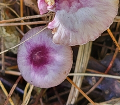 Inocybe lilacina
