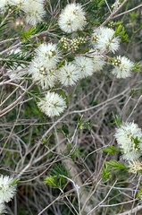 Melaleuca ericifolia
