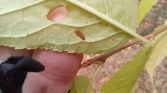 Magnoliopsida
