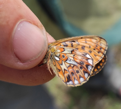 Boloria euphrosyne
