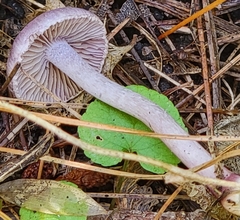 Inocybe lilacina