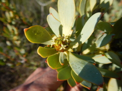 Leucadendron loranthifolium