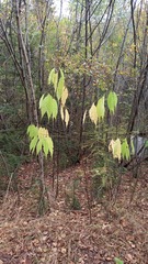 Magnoliopsida