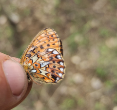 Boloria euphrosyne