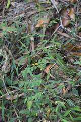 Phyllanthus tenellus