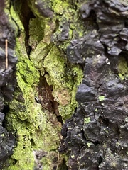 Chrysothrix xanthina