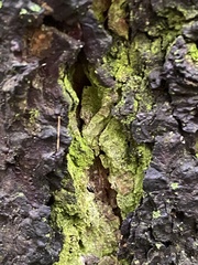 Chrysothrix xanthina