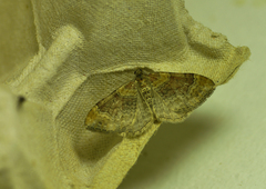 Xanthorhoe ferrugata