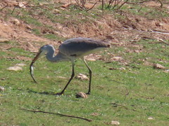 Ardea cinerea cinerea