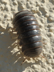 Armadillo officinalis