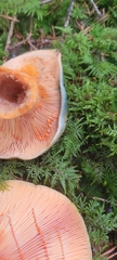 Lactarius salmonicolor