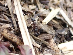 Cyphomyrmex rimosus