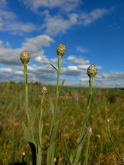 Centaurea chartolepis