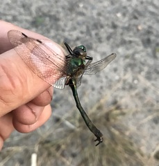 Cordulia aenea aenea