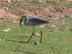 Ardea cinerea cinerea