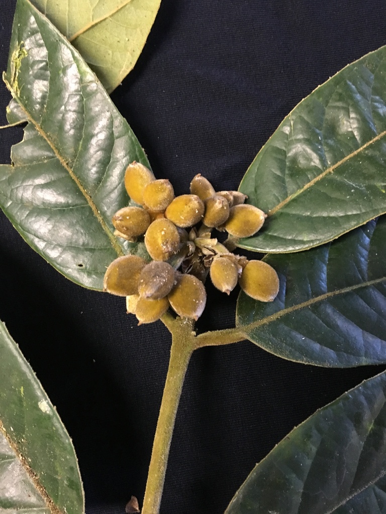 Mollinedia lamprophylla