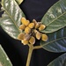 Mollinedia lamprophylla - Photo (c) Geovane Siqueira,  זכויות יוצרים חלקיות (CC BY-NC), הועלה על ידי Geovane Siqueira