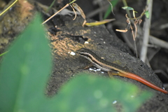 Sphenomorphus dussumieri