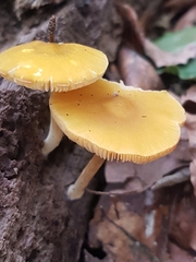 Pluteus leoninus