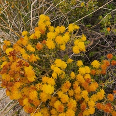 Acacia pulchella