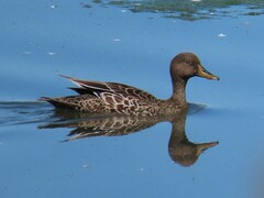 Anas undulata undulata