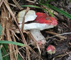 Russula sanguinea