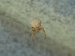 Neoscona