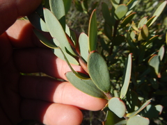 Leucadendron loranthifolium