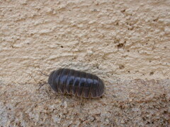 Armadillo officinalis