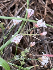 Asperula cynanchica