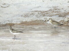 Calidris minuta