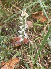 Spiranthes ovalis