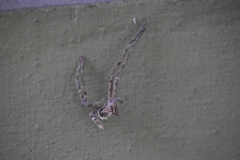 Heteropoda venatoria