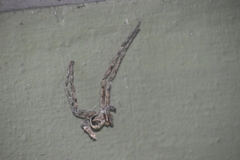 Heteropoda venatoria