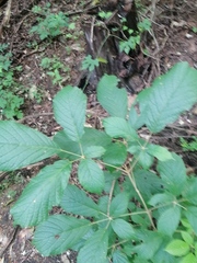 Handroanthus chrysanthus
