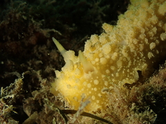 Doris verrucosa