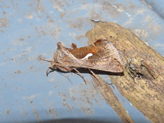Anagrapha falcifera